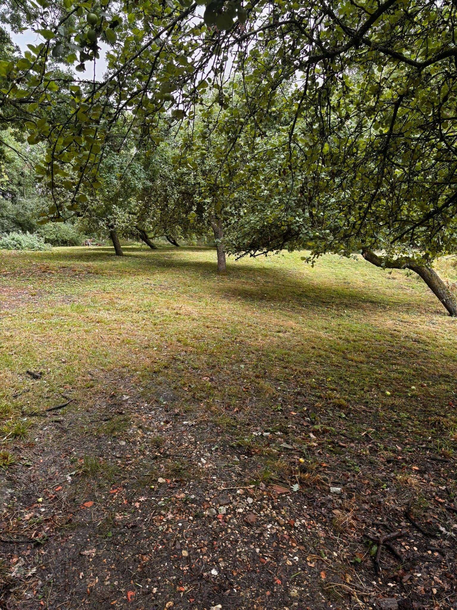Tonte d'un verger d'arbres fruitiers par Green Line Solutions