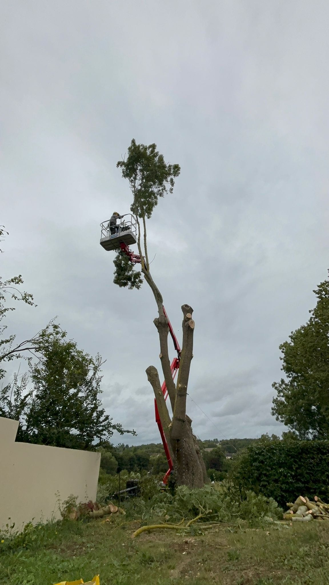 Démontage d'un arbre par sections depuis une nacelle élévatrice par Green Line Solutions