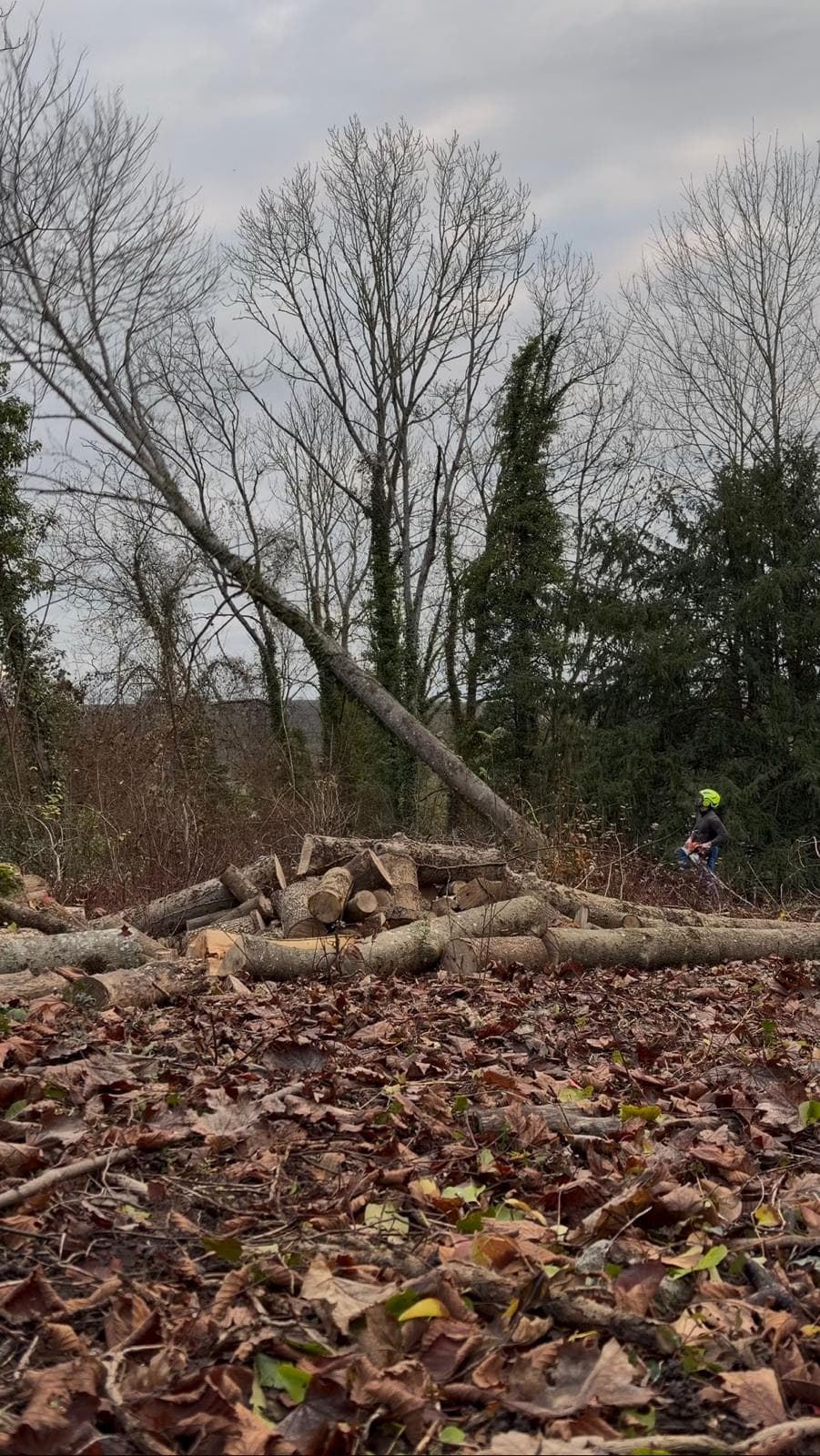 Abattage et tronçonnage d'arbres en automne : billons au sol et élagueur équipé Green Line Solutions