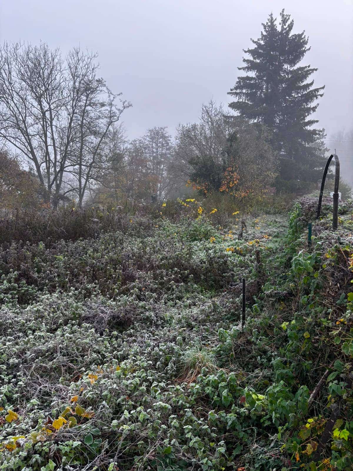 Terrain en friche recouvert de ronces et de givre, avant défrichage Green Line Solutions