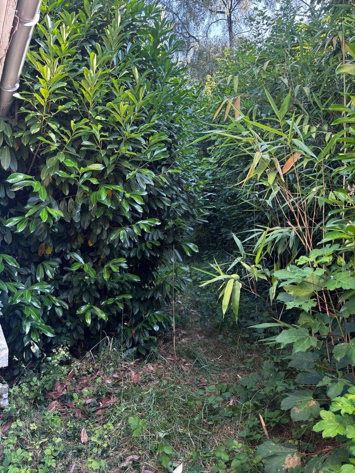 Jardin en friche : passage étroit entre haie et bambous avant défrichage Green Line Solutions