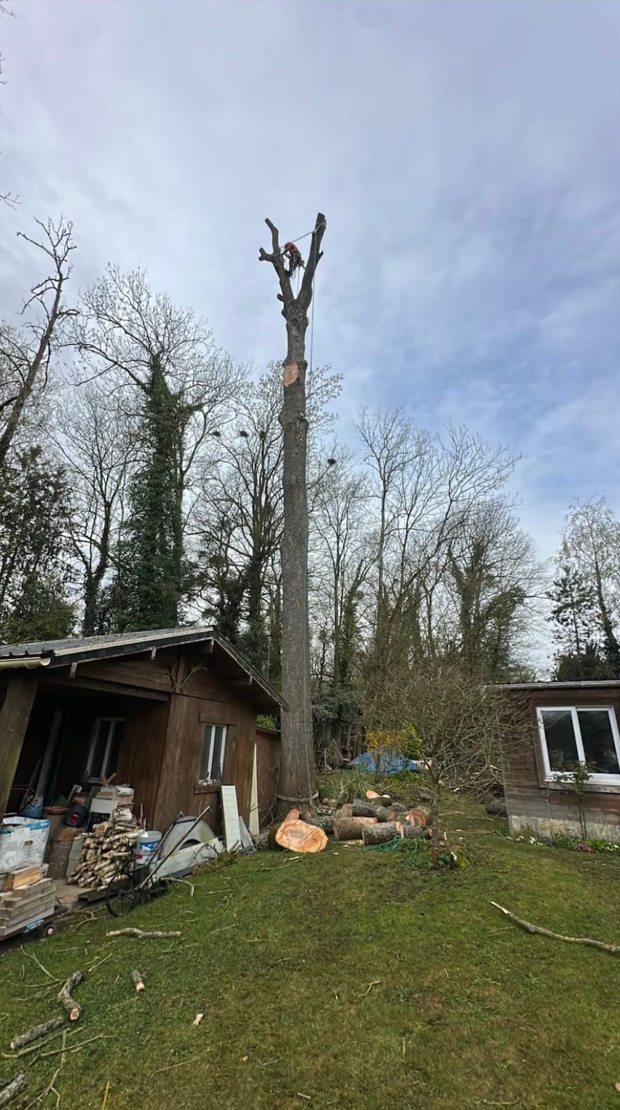 Démontage d'un arbre par sections réalisé par un grimpeur Green Line Solutions