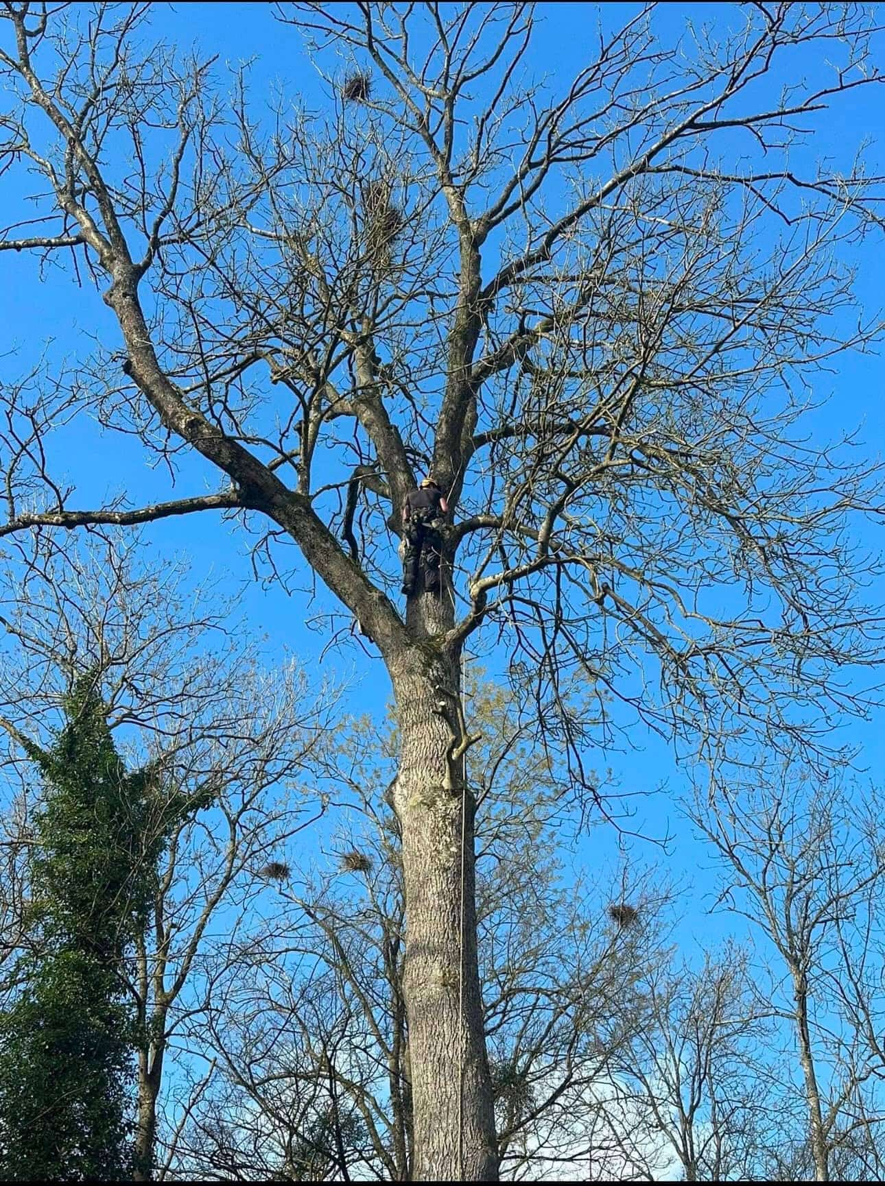 Grimpeur-élagueur Green Line Solutions en hauteur dans un arbre, travail par cordes