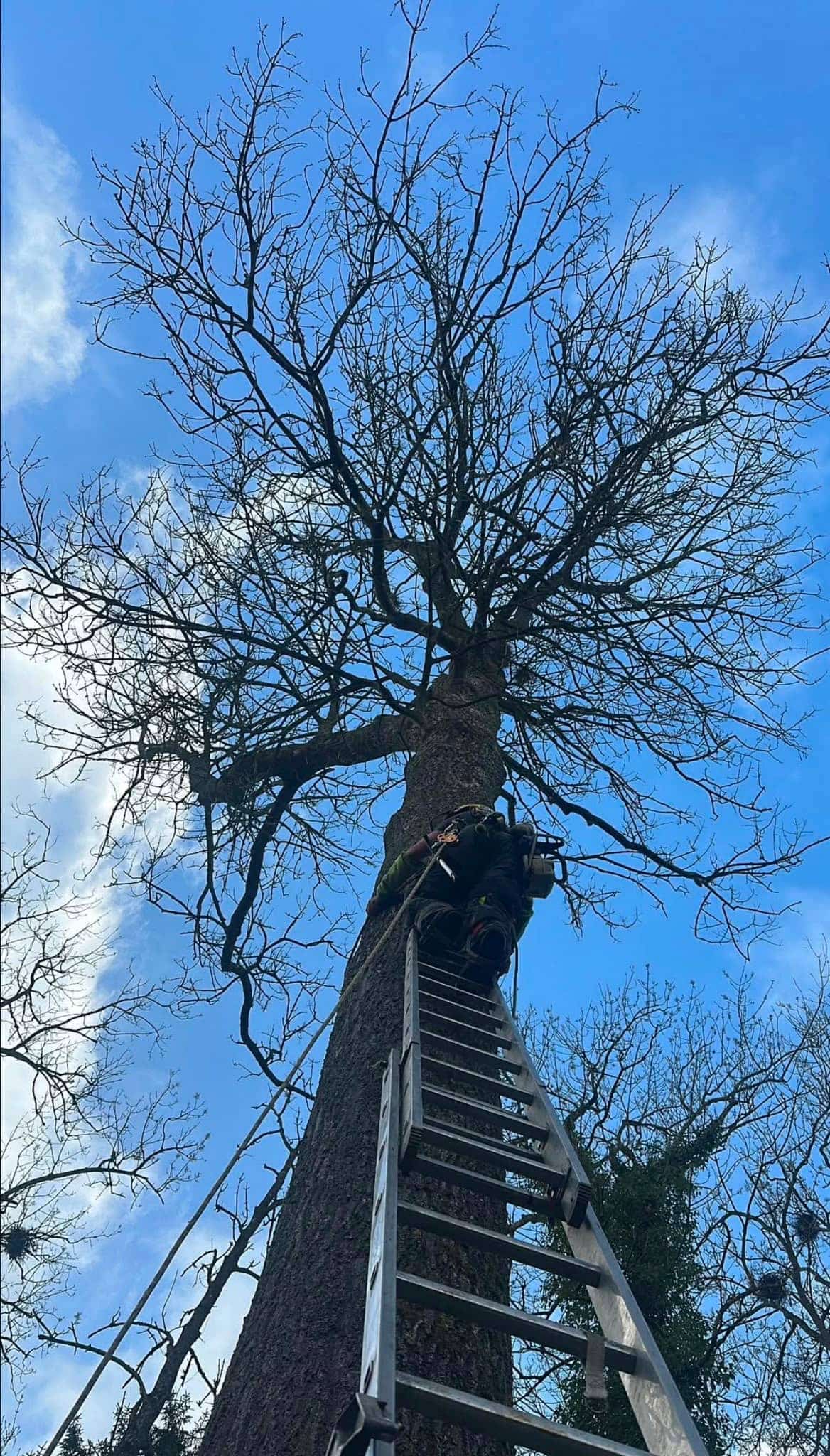 Élagage par grimpe sur échelle et cordes, intervention Green Line Solutions en hauteur