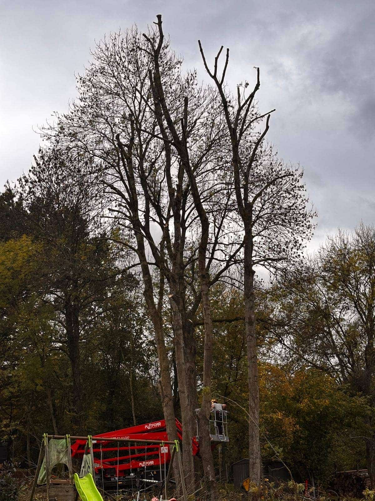 Élagage et réduction de grands arbres depuis une nacelle professionnelle Green Line Solutions