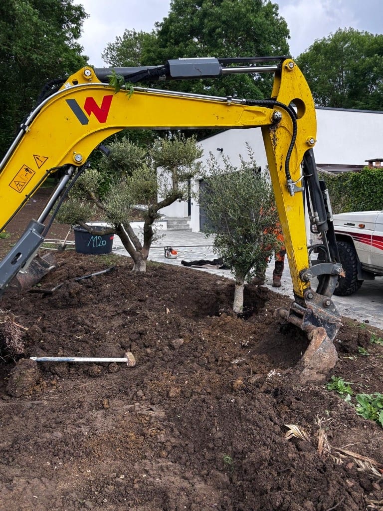Mini-pelle en terrassement pour plantation d'oliviers sur un chantier Green Line Solutions
