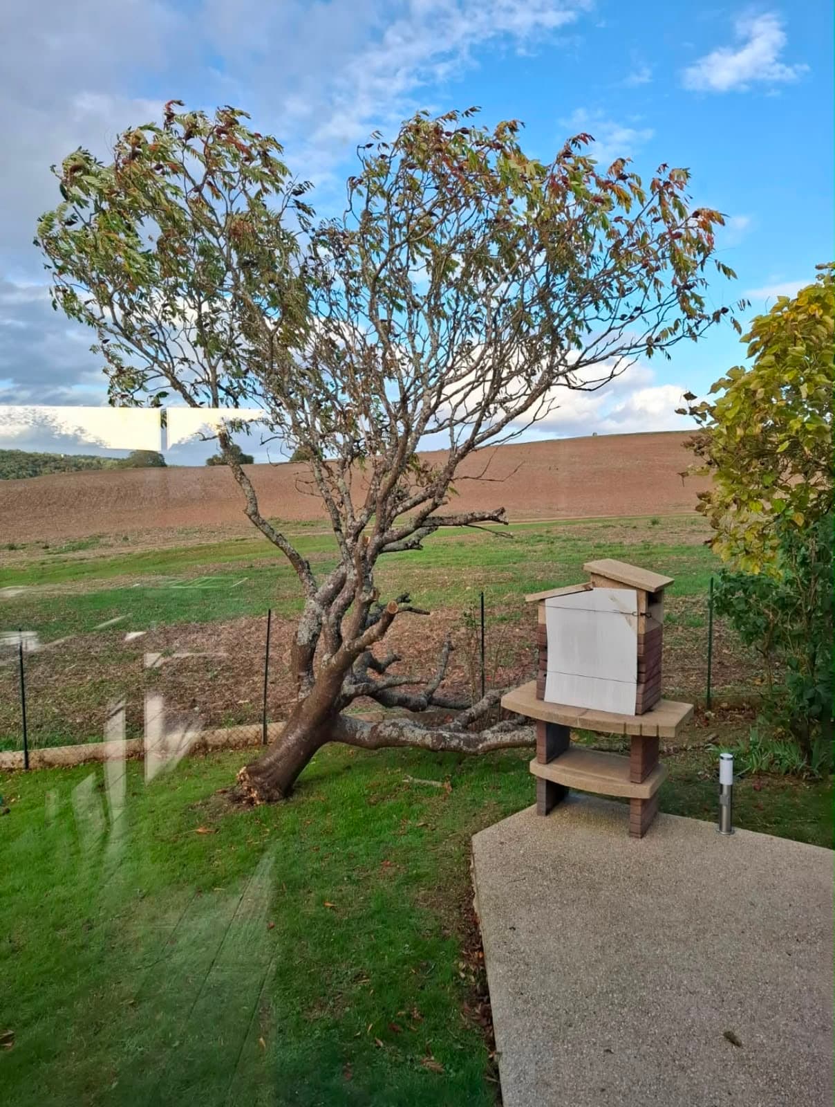 Arbre fortement penché après intempéries dans un jardin, mise en sécurité urgente Green Line Solutions