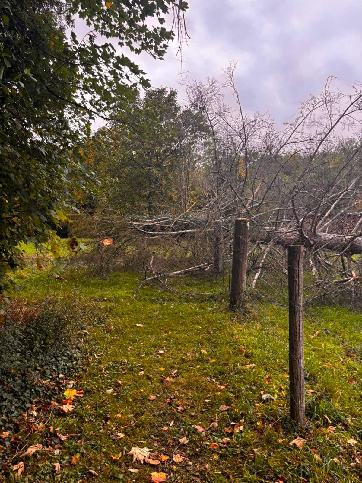 Grand arbre tombé sur une clôture en bois après tempête, accès bloqué à dégager