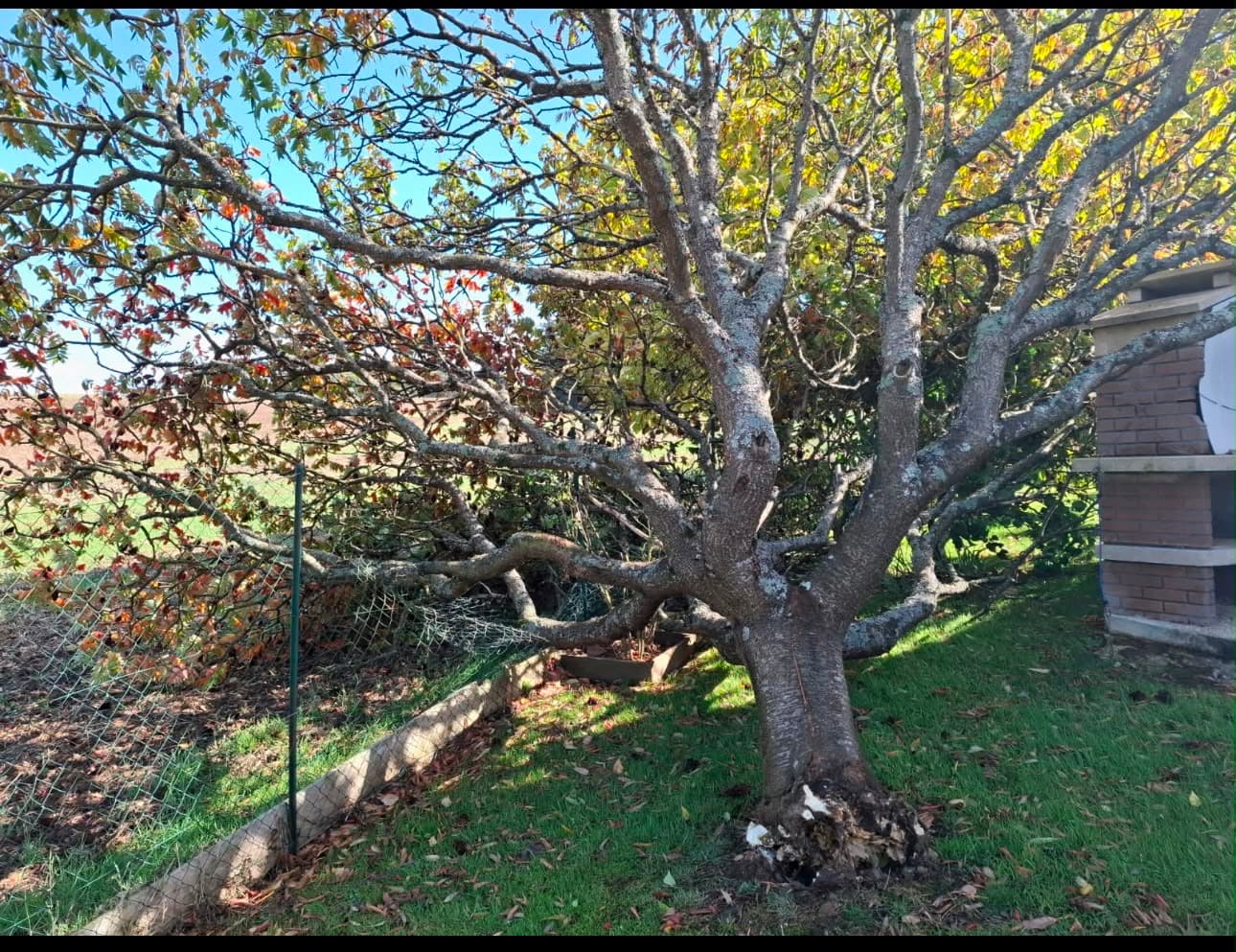 Arbre tombé après tempête écrasant une clôture dans un jardin, dégâts à sécuriser